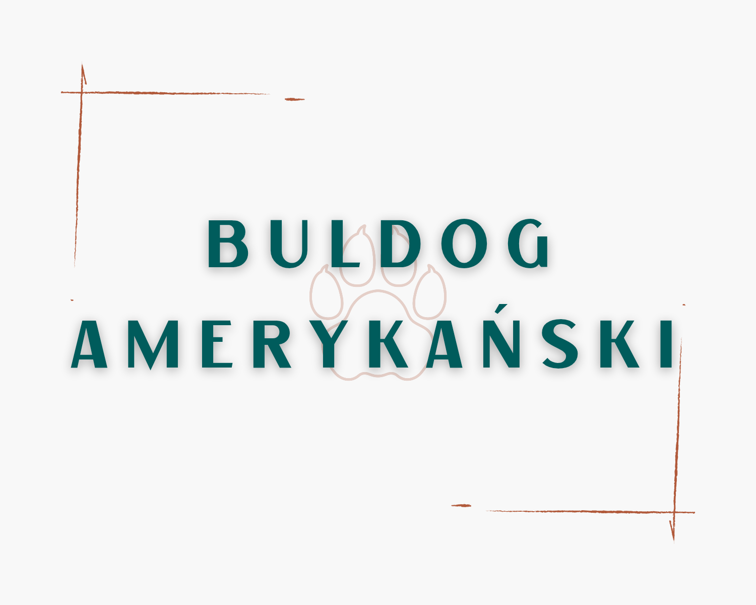 Buldog Amerykański