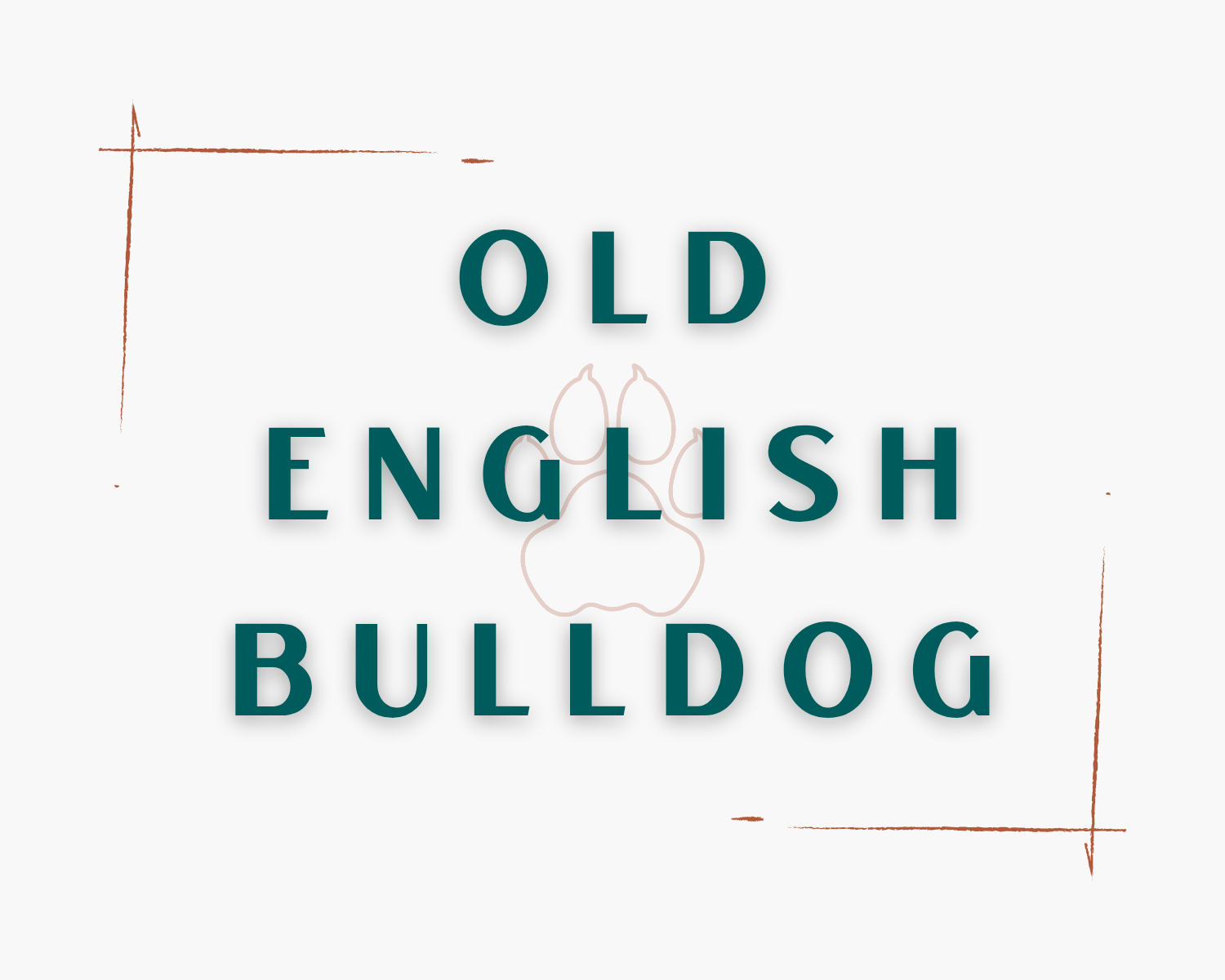 Old English Bulldog