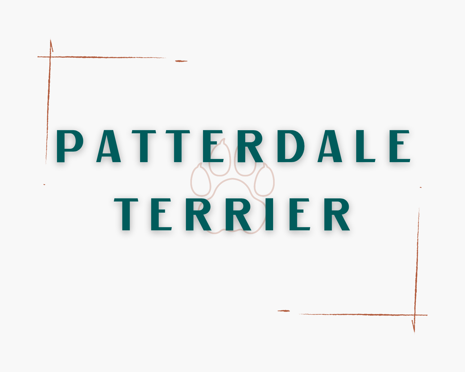 Patterdale Terrier