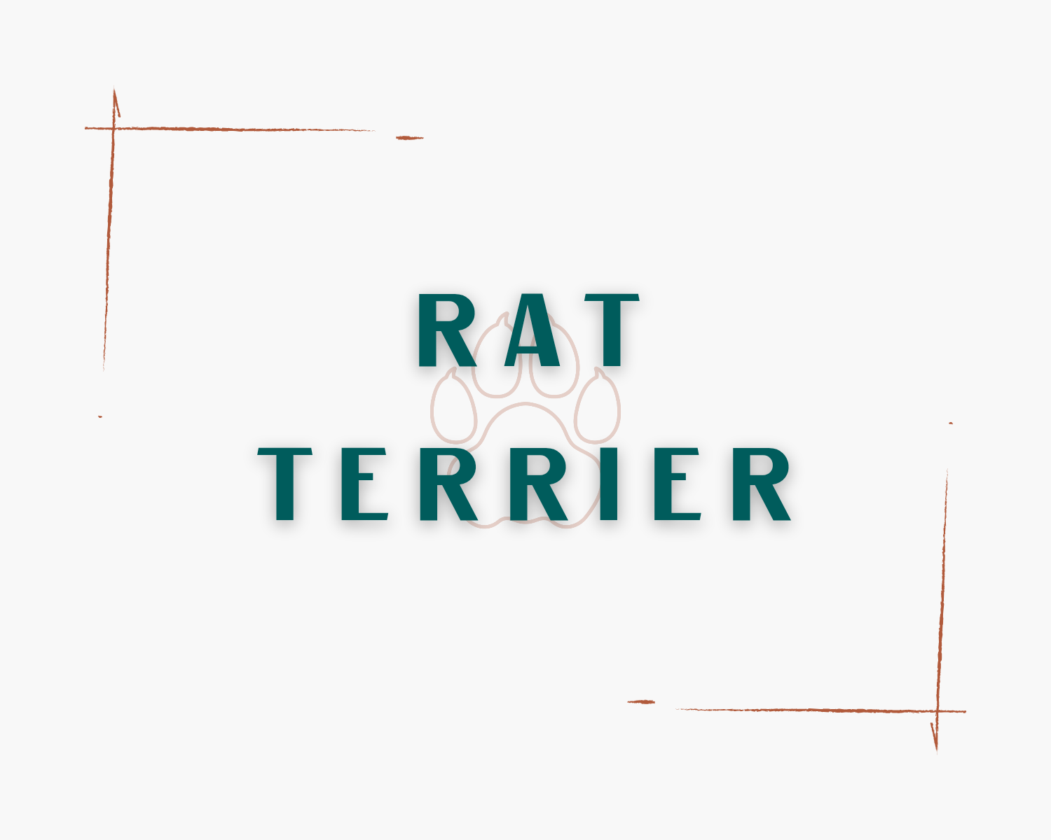 Rat Terrier
