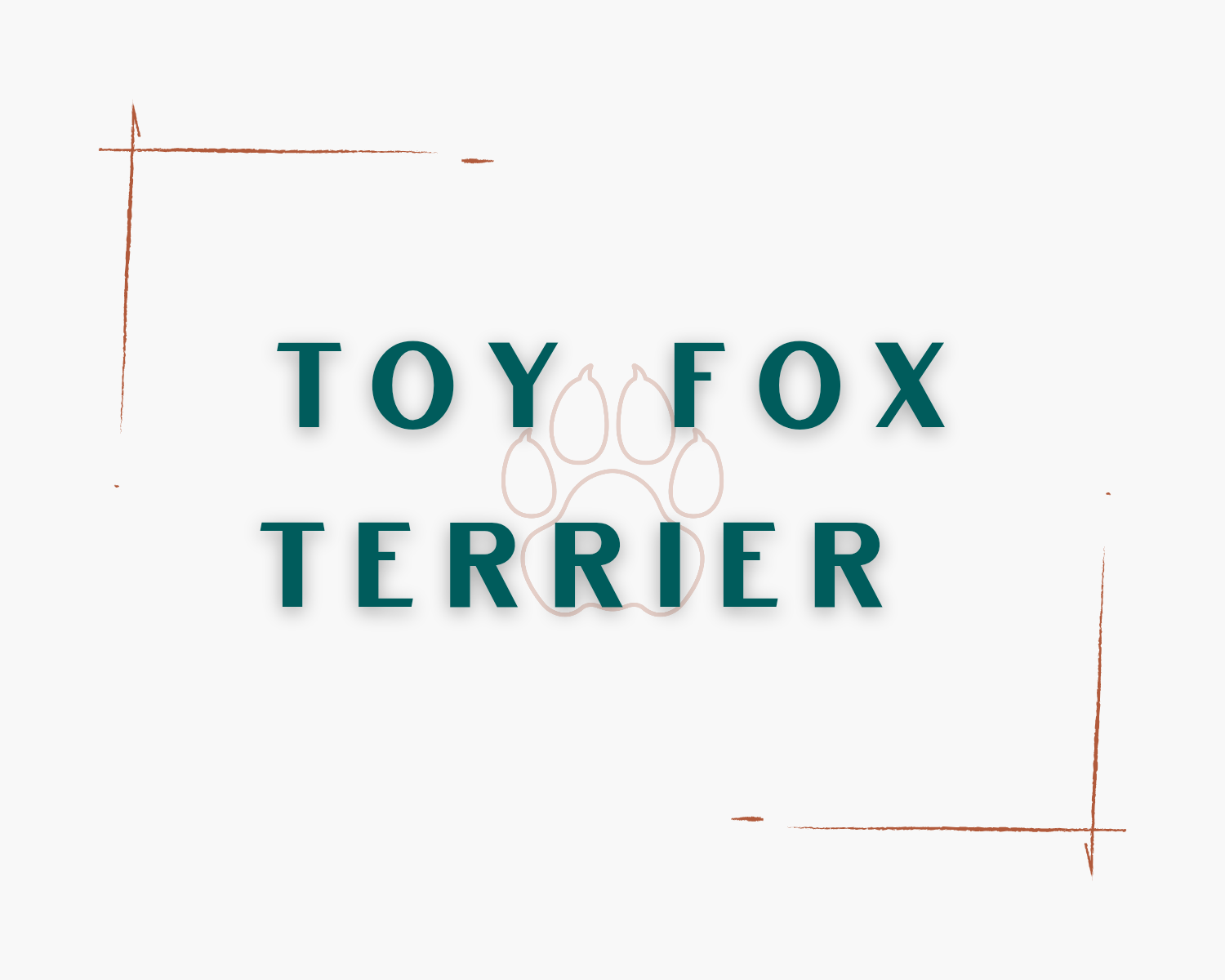 Toy Fox Terrier