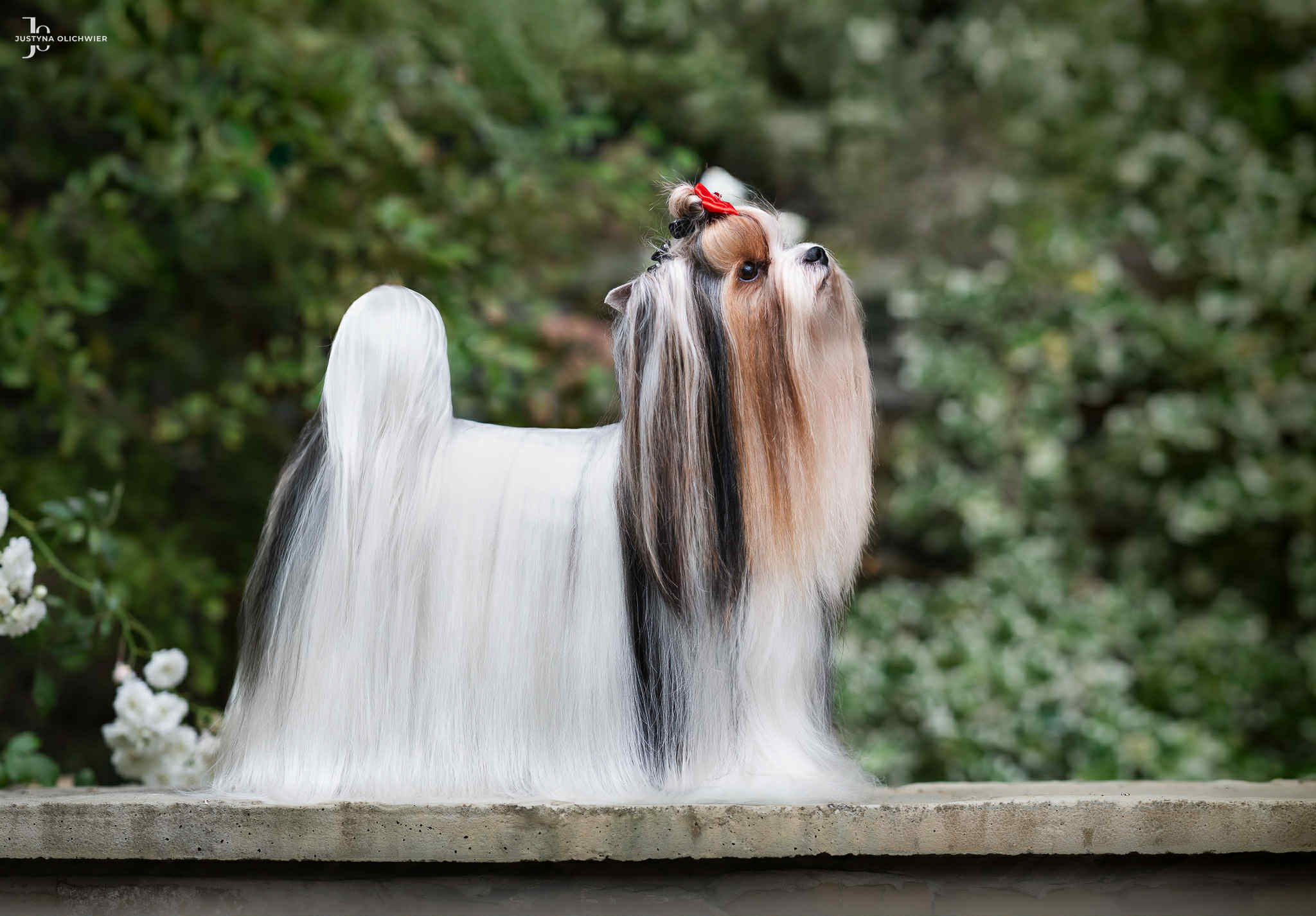 Biewer Yorkshire Terrier à la Pom Pon